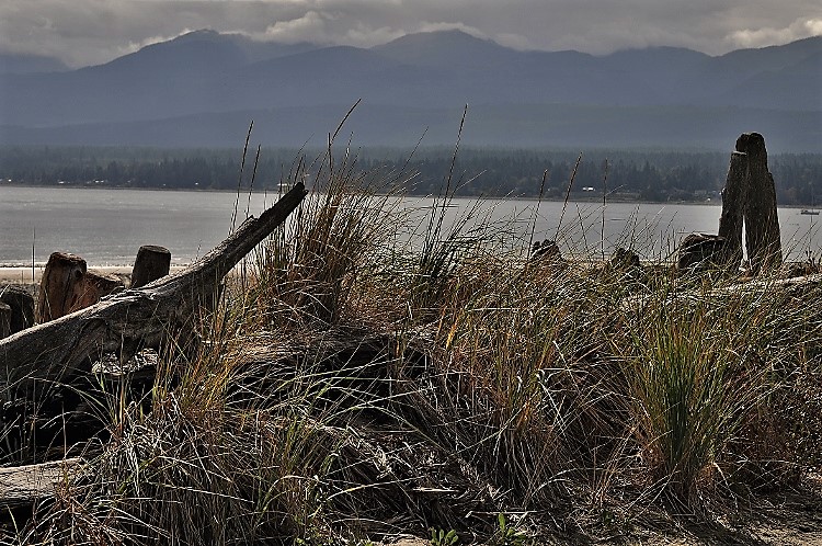 driftwood